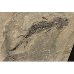 branchiosaure (protriton) petrolei - Autunien - Autun, FRANCE