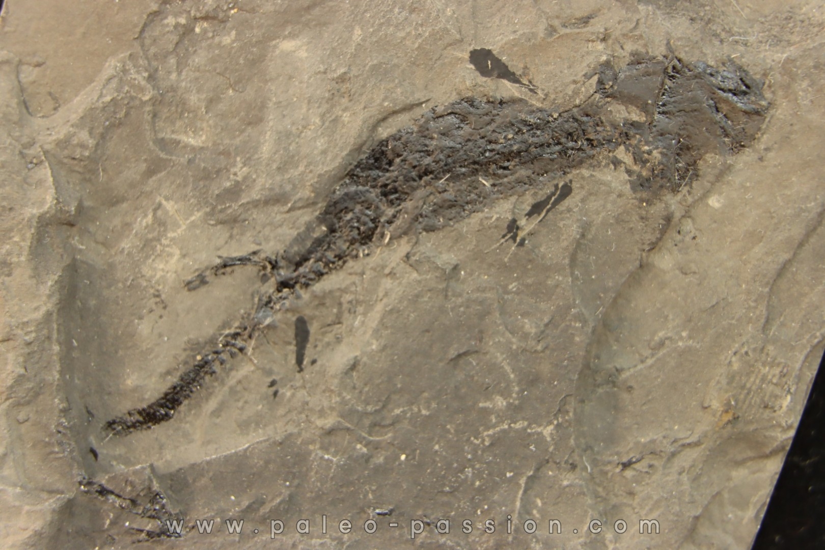 branchiosaure (protriton) petrolei - Autunian - Autun, France