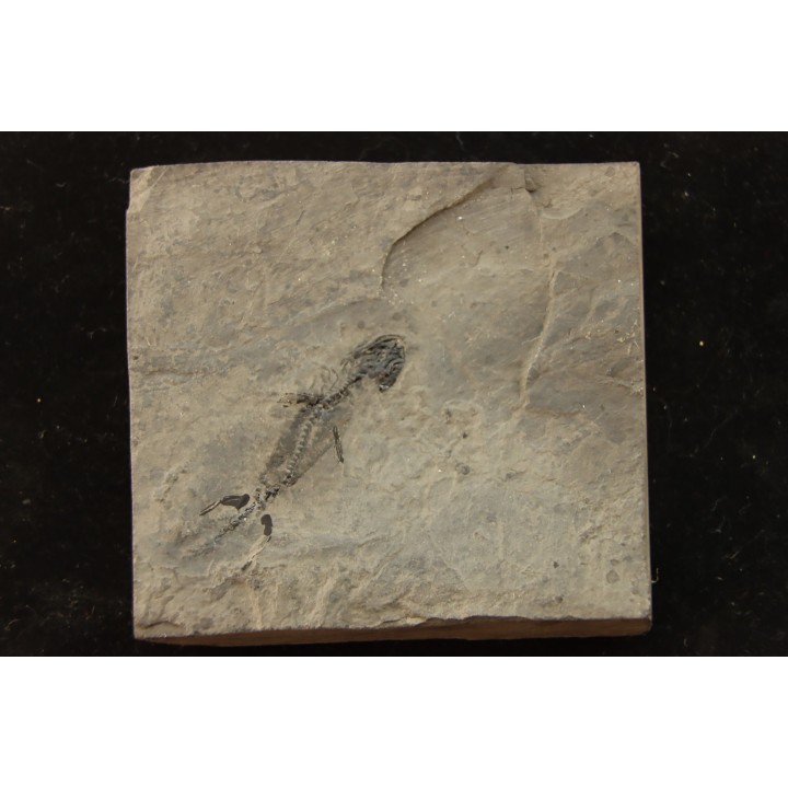 branchiosaure (protriton) petrolei - Autunian - Autun, France