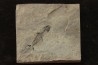 branchiosaure (protriton) petrolei - Autunien - Autun, FRANCE