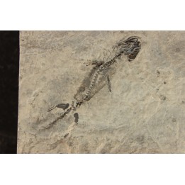 branchiosaure (protriton) petrolei - Autunian - Autun, France