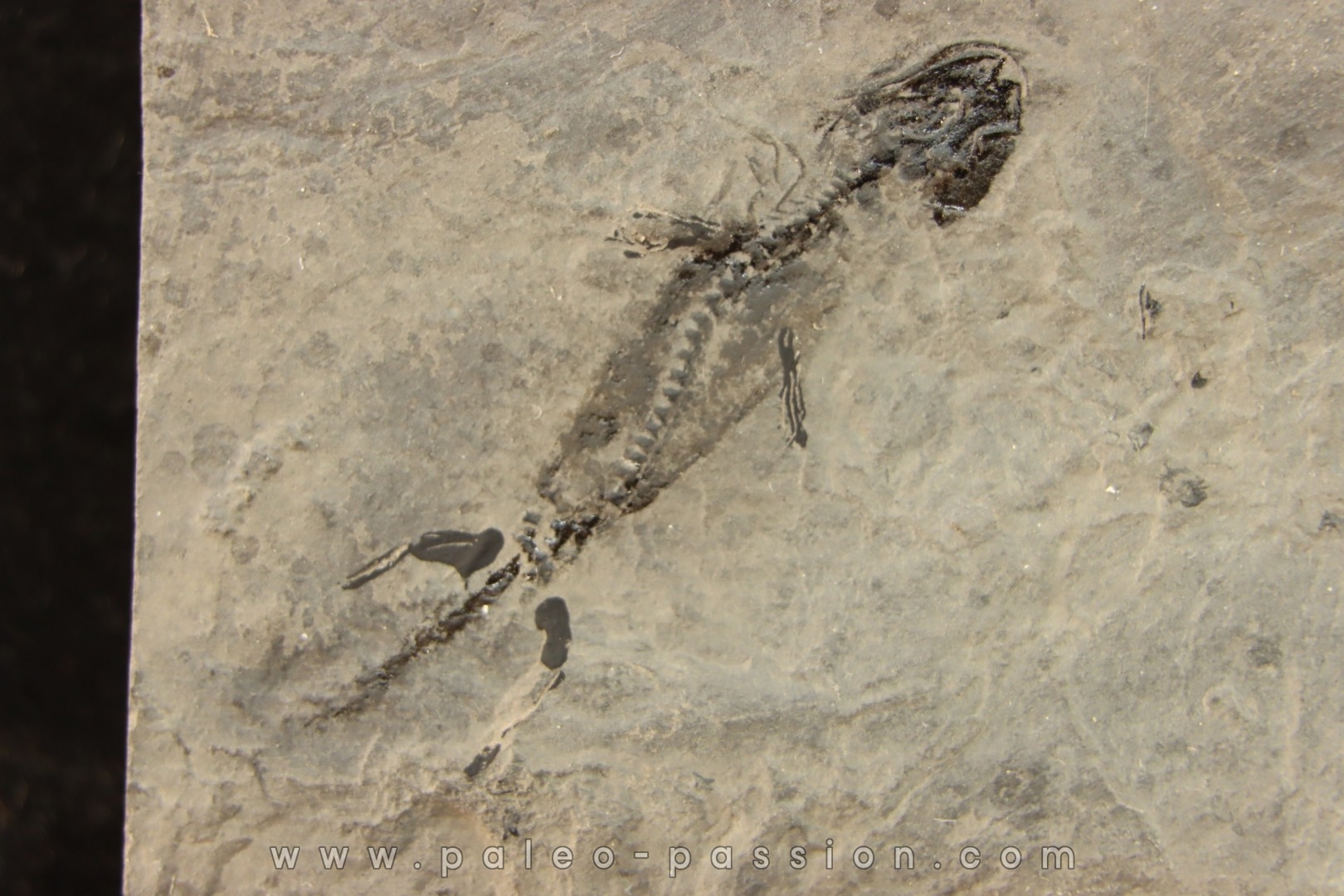 branchiosaure (protriton) petrolei - Autunian - Autun, France