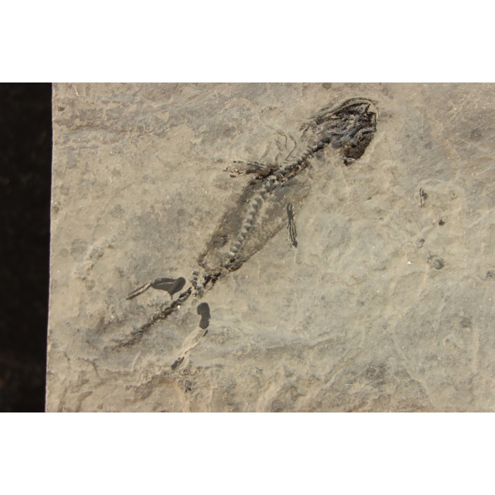 branchiosaure (protriton) petrolei - Autunien - Autun, FRANCE