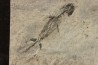 branchiosaure (protriton) petrolei - Autunian - Autun, France
