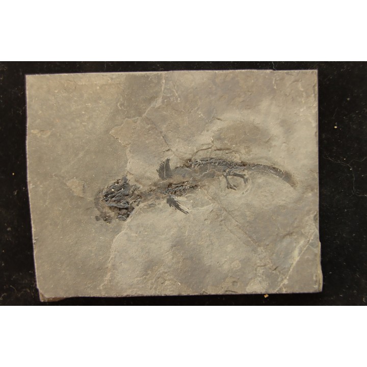 branchiosaure (protriton) petrolei - Autunien - Autun, FRANCE