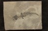 branchiosaure (protriton) petrolei - Autunien - Autun, FRANCE