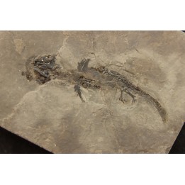 branchiosaure (protriton) petrolei - Autunian - Autun, France