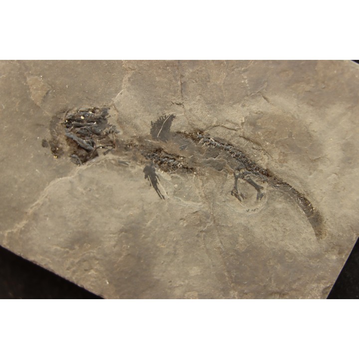 branchiosaure (protriton) petrolei - Autunien - Autun, FRANCE