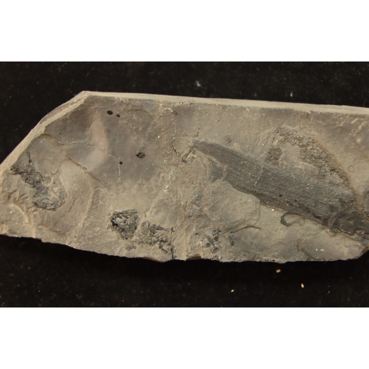 branchiosaure (protriton) petrolei - Autunien - Autun, FRANCE