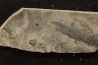 branchiosaure (protriton) petrolei - Autunien - Autun, FRANCE