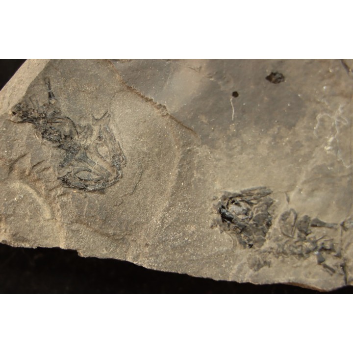 branchiosaure (protriton) petrolei - Autunien - Autun, FRANCE