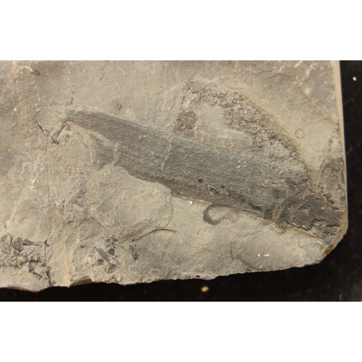 branchiosaure (protriton) petrolei - Autunien - Autun, FRANCE