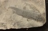 branchiosaure (protriton) petrolei - Autunien - Autun, FRANCE