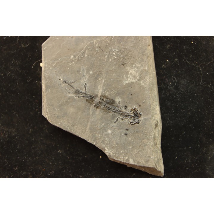 branchiosaure (protriton) petrolei - Autunian - Autun, France