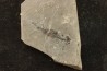 branchiosaure (protriton) petrolei - Autunien - Autun, FRANCE