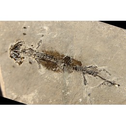 branchiosaure (protriton) petrolei - Autunien - Autun, FRANCE