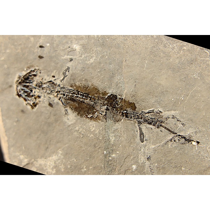 branchiosaure (protriton) petrolei - Autunian - Autun, France
