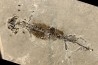 branchiosaure (protriton) petrolei - Autunian - Autun, France