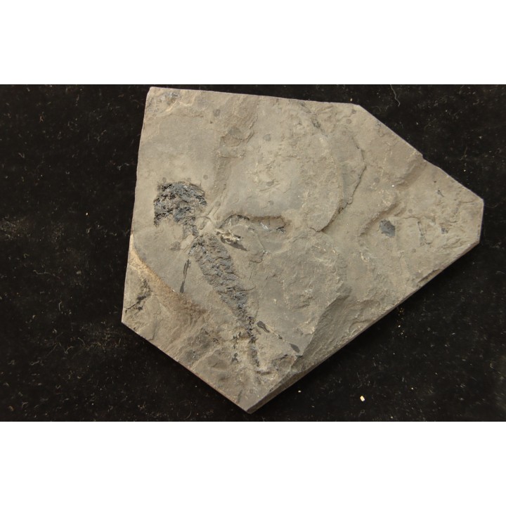 branchiosaure (protriton) petrolei - Autunian - Autun, France