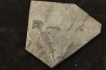 branchiosaure (protriton) petrolei - Autunien - Autun, FRANCE