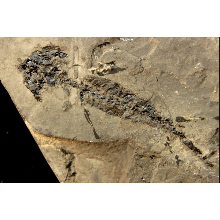 branchiosaure (protriton) petrolei - Autunien - Autun, FRANCE