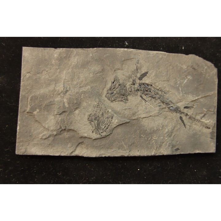 branchiosaure (protriton) petrolei - Autunian - Autun, France