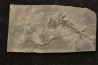 branchiosaure (protriton) petrolei - Autunien - Autun, FRANCE