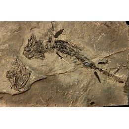 branchiosaure (protriton) petrolei - Autunien - Autun, FRANCE
