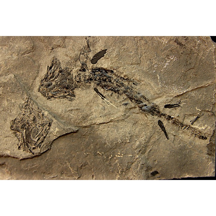 branchiosaure (protriton) petrolei - Autunian - Autun, France