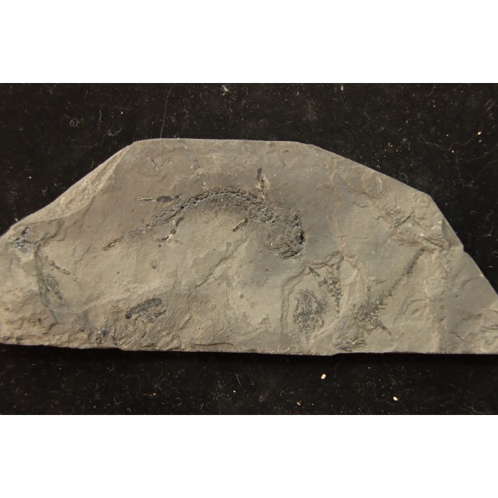 branchiosaure (protriton) petrolei - Autunian - Autun, France