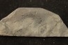 branchiosaure (protriton) petrolei - Autunien - Autun, FRANCE