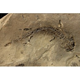 branchiosaure (protriton) petrolei - Autunian - Autun, France