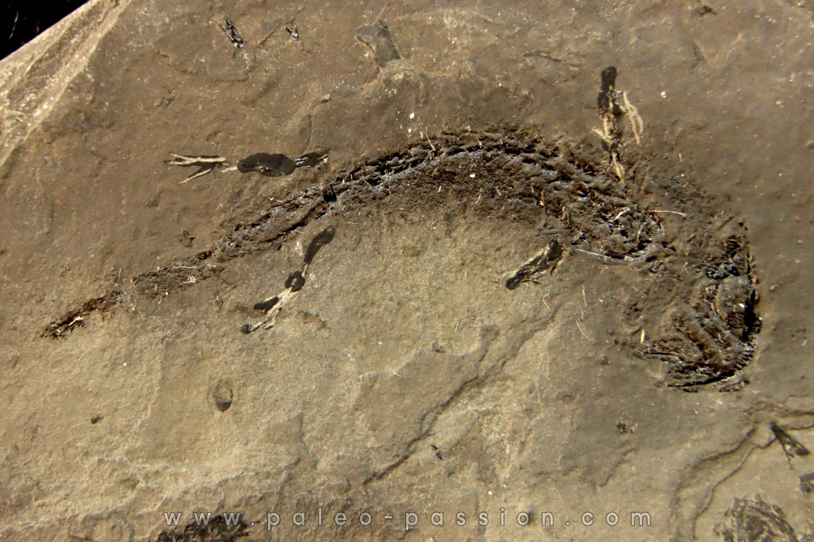 branchiosaure (protriton) petrolei - Autunian - Autun, France