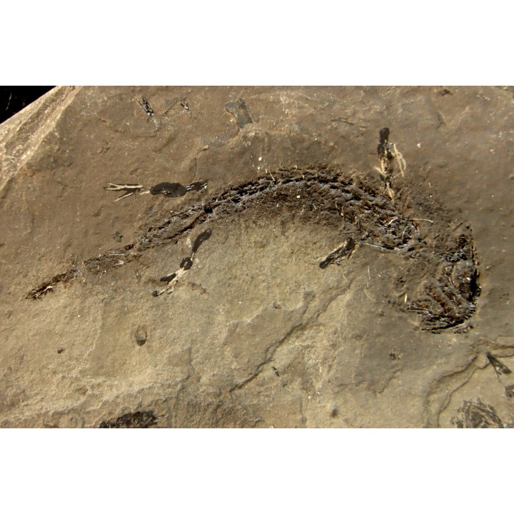 branchiosaure (protriton) petrolei - Autunian - Autun, France