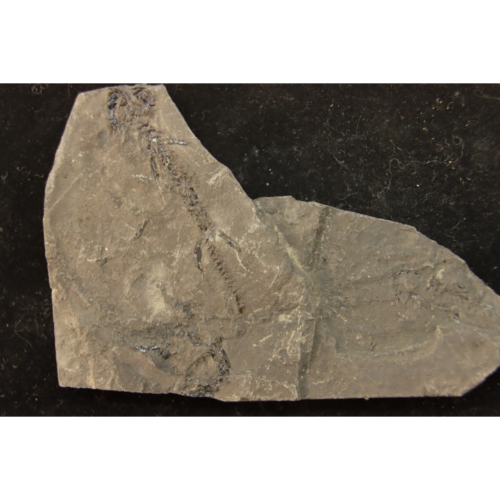 branchiosaure (protriton) petrolei - Autunian - Autun, France