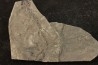 branchiosaure (protriton) petrolei - Autunien - Autun, FRANCE