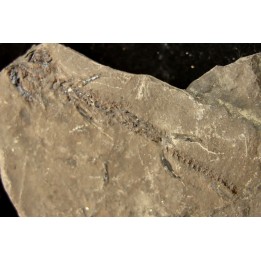 branchiosaure (protriton) petrolei - Autunien - Autun, FRANCE