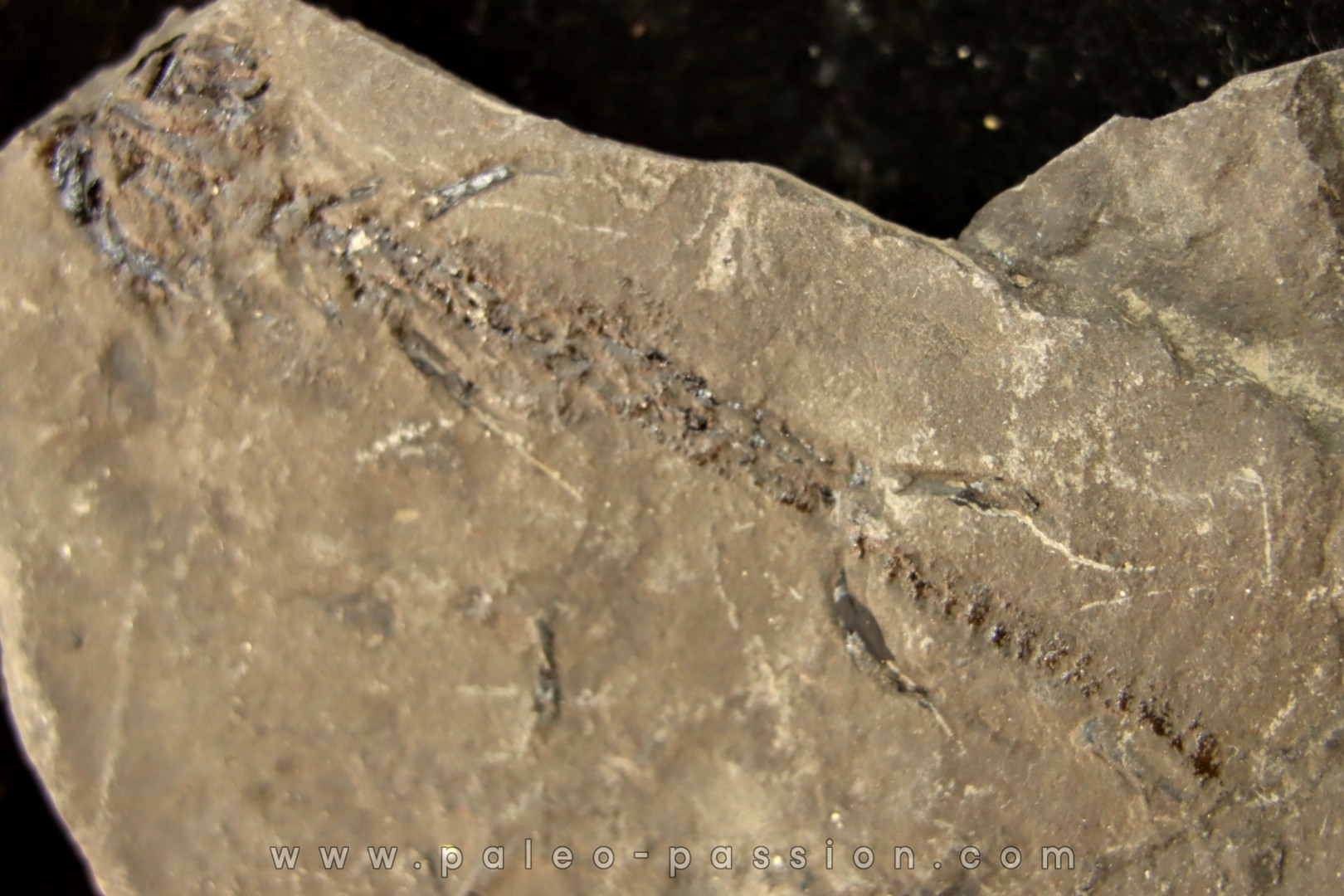 branchiosaure (protriton) petrolei - Autunian - Autun, France