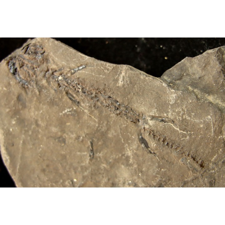 branchiosaure (protriton) petrolei - Autunien - Autun, FRANCE