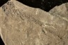 branchiosaure (protriton) petrolei - Autunian - Autun, France