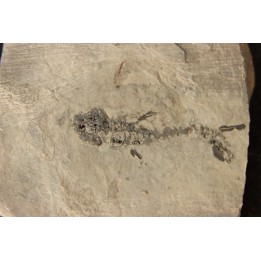 branchiosaure (protriton) petrolei - Autunien - Autun, FRANCE