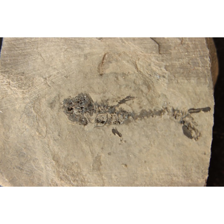 branchiosaure (protriton) petrolei - Autunien - Autun, FRANCE