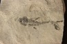 branchiosaure (protriton) petrolei - Autunian - Autun, France