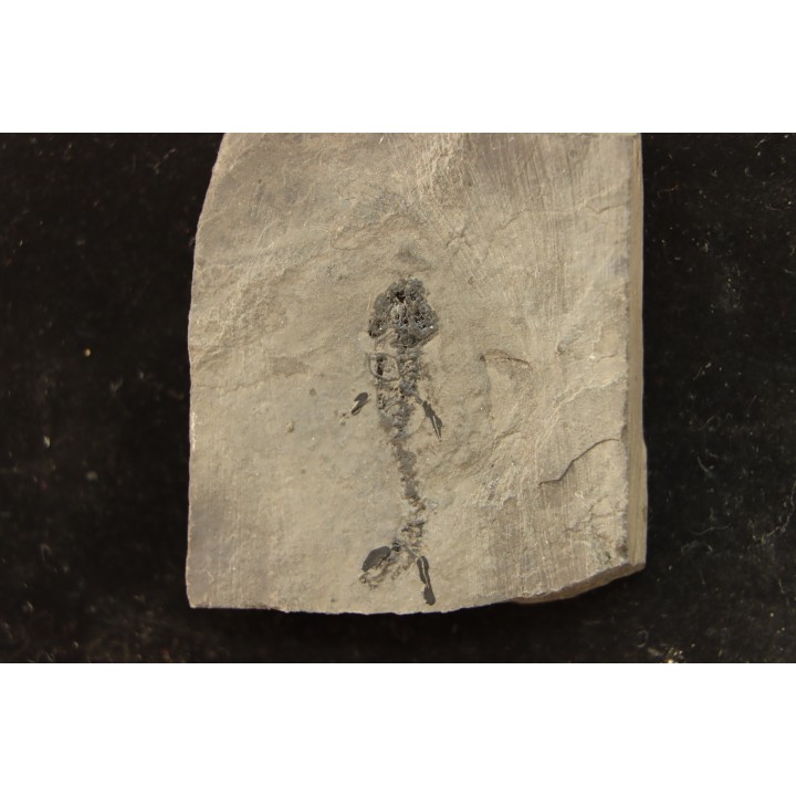 branchiosaure (protriton) petrolei - Autunien - Autun, FRANCE