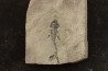branchiosaure (protriton) petrolei - Autunien - Autun, FRANCE