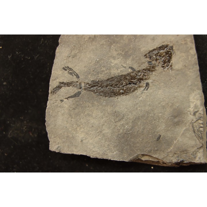 branchiosaure (protriton) petrolei - Autunien - Autun, FRANCE