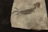 branchiosaure (protriton) petrolei - Autunian - Autun, France