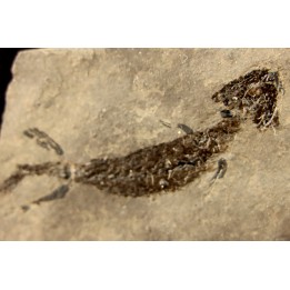 branchiosaure (protriton) petrolei - Autunian - Autun, France