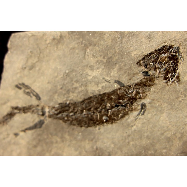 branchiosaure (protriton) petrolei - Autunien - Autun, FRANCE