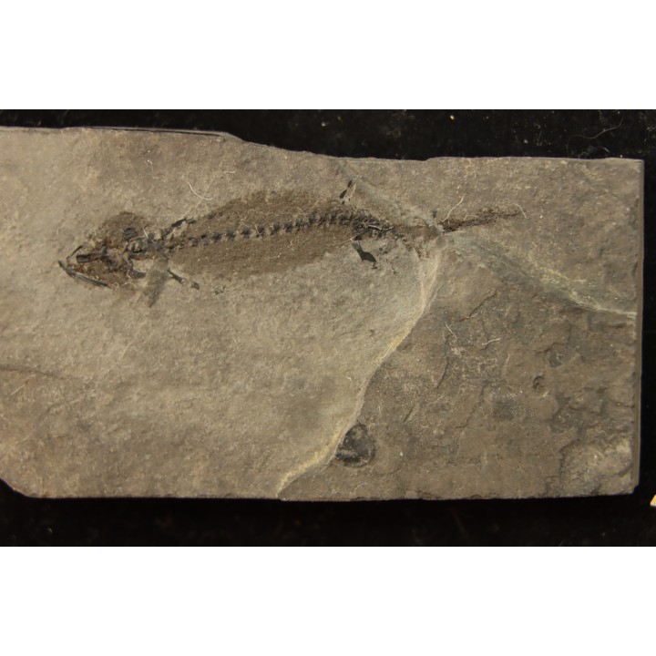 branchiosaure (protriton) petrolei - Autunien - Autun, FRANCE